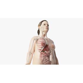 3D模型-Obese Female Skin, Skeleton And Organs 3D